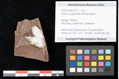 Foto (Objekt + Etikett) von Quercus palaeoilex Ettingshausen (NHMW-GEO-2024-0188-0774)